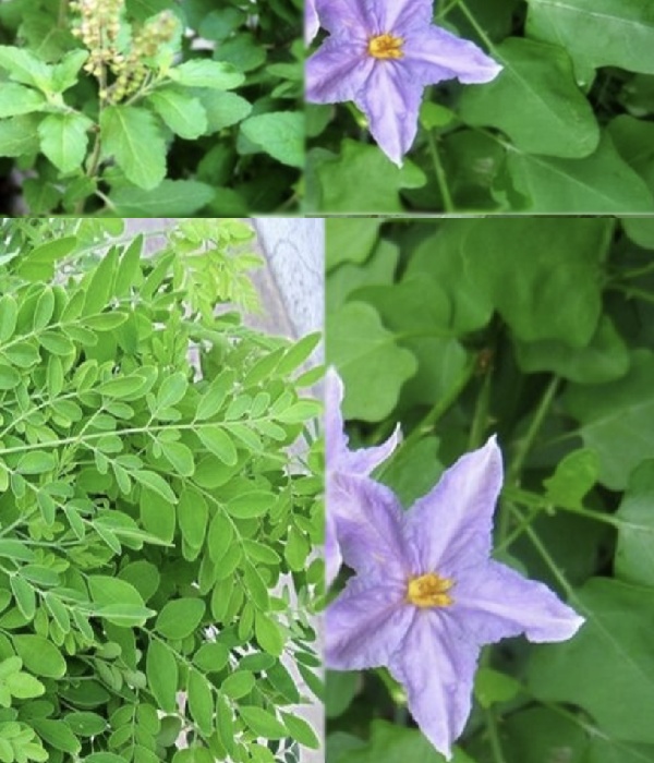 Do you know the Amazing Benefits in Narunthali Keerai and and Thaali Keerai is the Best Medicine for men