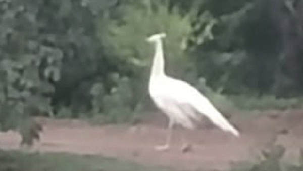 White Peacock spotted in Thanjavur by the public who took the video White Peacock spotted in Thanjavur by the public who took the video
