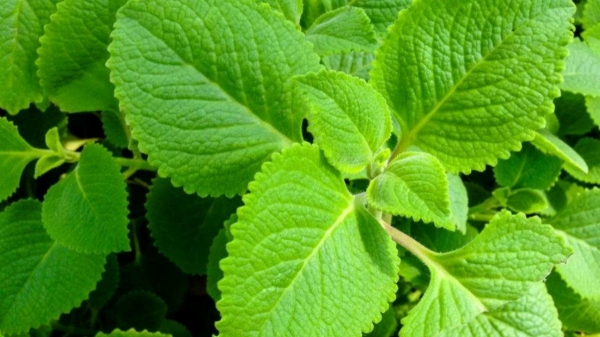 Do you know Health Benefits of Omavalli Leaf and Omavalli is the Best cure for Kidney infections