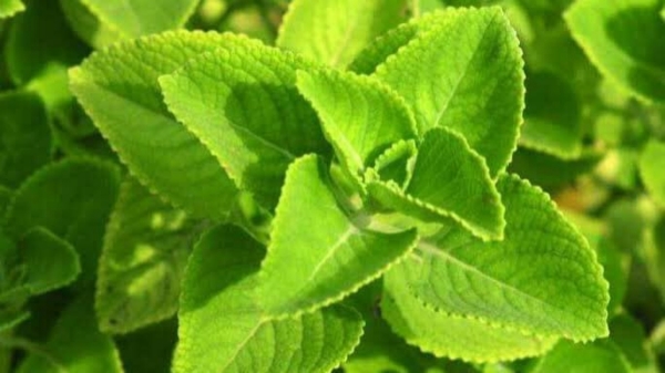 Do you know Amazing Health Uses of Omavalli Leaves and Omavalli, MusuMusukkai are the Best for Lungs Do you know Amazing Health Uses of Omavalli Leaves and Omavalli, MusuMusukkai are the Best for Lungs