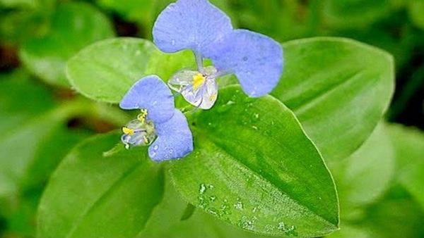 Do you know amazing health benefits of Kaanaa Vaazhai Keerai and Ghana Vaazhai is the Best Herbal for Women