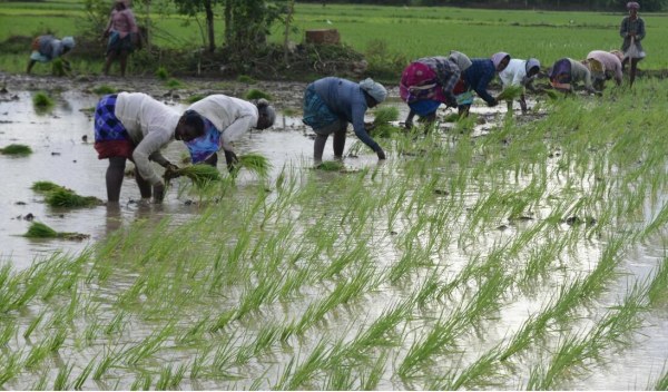 samba crop insurance extension period to be ended with today 
