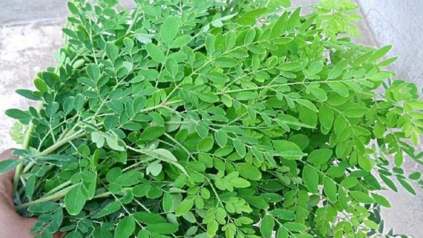 Do you know Health Benefits of Drumstick Leaves and What are the Super Leaves that removes toxins in the body Do you know Health Benefits of Drumstick Leaves and What are the Super Leaves that removes toxins in the body