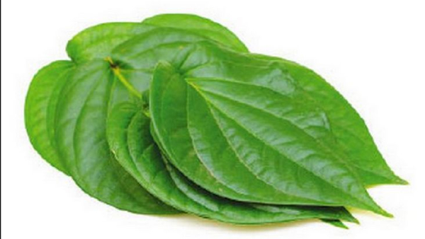 Do you know Excellent Benefits in Betel Leaf and Betel Leaves are very helpful in Weight Loss