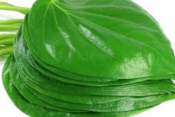 Do you know Excellent Benefits in Betel Leaf and Betel Leaves are very helpful in Weight Loss