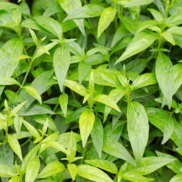 Do you know Excellent Benefits of Nilavembu and Nilavembu Kudineer is the Best Medicine for Diabetics