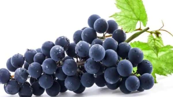 Do you know Excellent Benefits of Black Grapes and Black Grapes is the Best Fruit for Diabetics Do you know Excellent Benefits of Black Grapes and Black Grapes is the Best Fruit for Diabetics