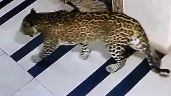 A captured leopard died in Bengalurus Singachandra area 