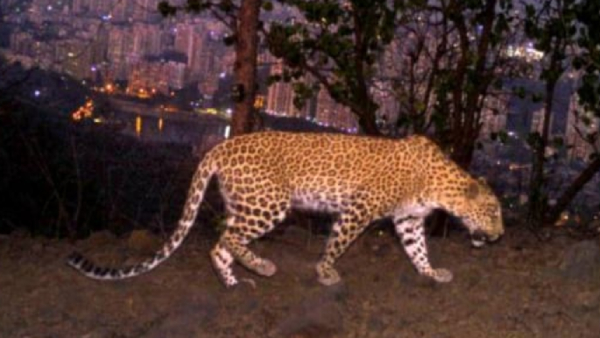 A captured leopard died in Bengalurus Singachandra area 
