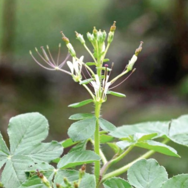Do you know Excellent Benefits of Nalvelai Keerai and nalvelai keerai is the Best Herbal for Fever Do you know Excellent Benefits of Nalvelai Keerai and nalvelai keerai is the Best Herbal for Fever