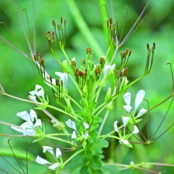 Do you know Excellent Benefits of Nalvelai Keerai and nalvelai keerai is the Best Herbal for Fever Do you know Excellent Benefits of Nalvelai Keerai and nalvelai keerai is the Best Herbal for Fever