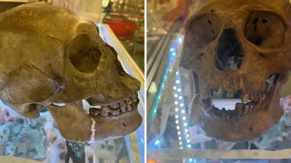 A real human skull sold for Halloween in US A real human skull sold for Halloween in US