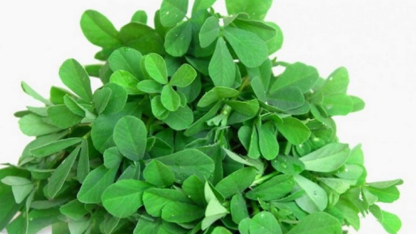 Do you know Excellent Benefits of Fenugreek Leaves and Paruppu Keerai is the Best food for diabetics Do you know Excellent Benefits of Fenugreek Leaves and Paruppu Keerai is the Best food for diabetics