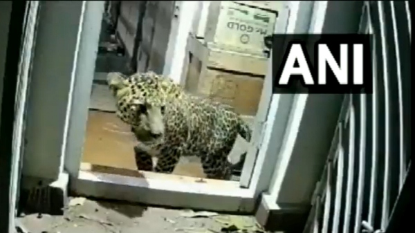 A leopard escaped from house after 18 hours in Coonoor