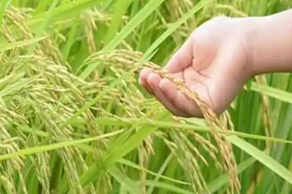 Extension of crop insurance and Minister meiyanathan says about Mayiladuthurai farmers