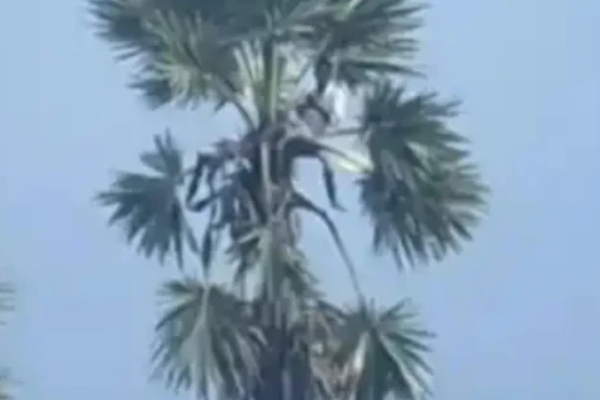 Do you know why did this Nagai Man climb palm tree and what happened to his Mother