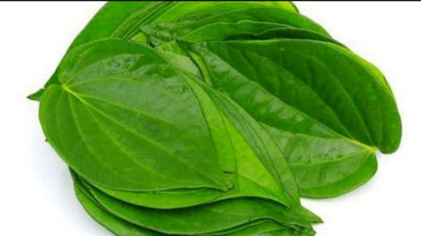 Do you know Excellent Benefits of Betel Leaf and Betel leaves are Amazing Useful for Men Do you know Excellent Benefits of Betel Leaf and Betel leaves are Amazing Useful for Men