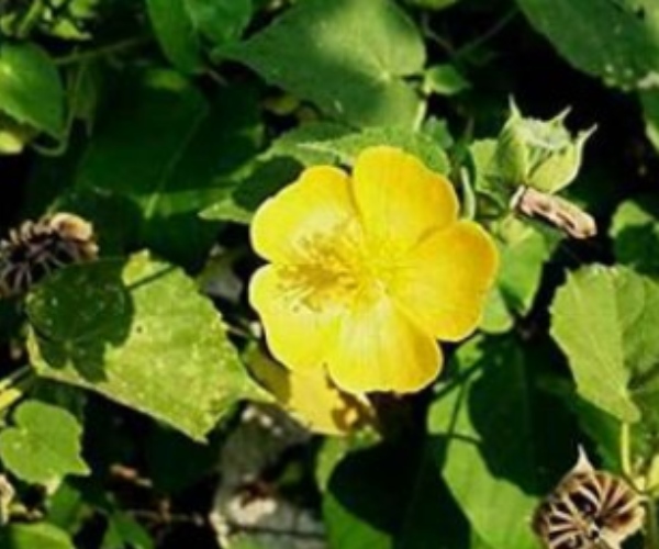 Do you know the Amazing Health Benefits in Thuthi Keerai and Thuthi Leaves are the Excellent Medicine for women