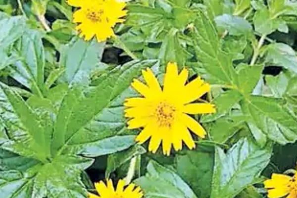 Do you know Health Benefits of Mookirattai Leaves and Karisalankanni Keerai is improves for Eyesight