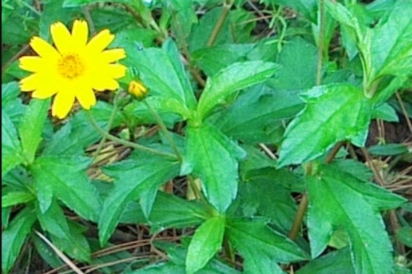 Do you know Health Benefits of Mookirattai Leaves and Karisalankanni Keerai is improves for Eyesight