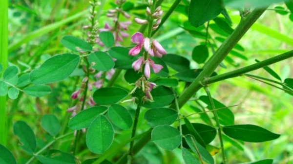 Do you know the Excellent Health Benefits of Avuri Leaves and Avuri Herb is the Best for Liver Function Do you know the Excellent Health Benefits of Avuri Leaves and Avuri Herb is the Best for Liver Function