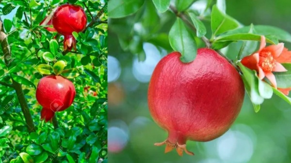 Do know the Excellent Health benefits of Pomegranate Leaves and pomegranate leaf is the Best for Digestion 