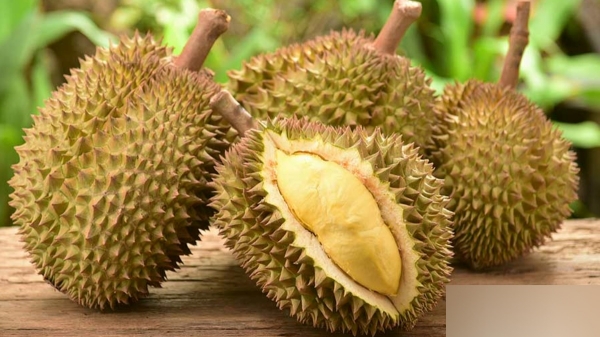 health benefits of Durian fruits health benefits of Durian fruits