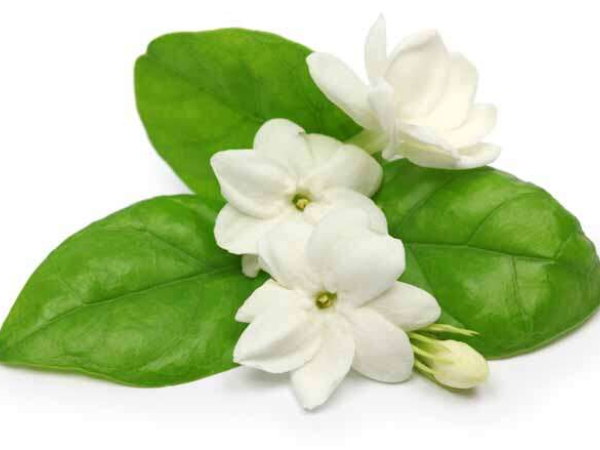 Do you know the Health Benefits of Jasmine Flowers and Jasmine Flower water is Best for Weight Loss