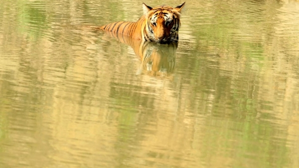 A tiger has killed a worker at the Jim Corbett Tiger Sanctuary in Uttarakhand 
