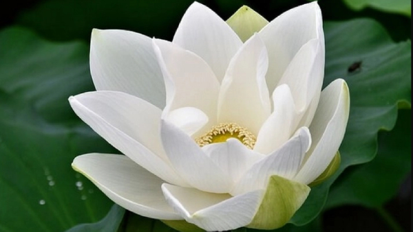 Do you know the health Benefits of Lotus Flower and White Lotus flower is best for heart function