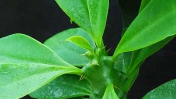 Do you know Health Benefits of Drumstick Leaves and Ilaikkalli Keerai is the Best for abdominal pain 