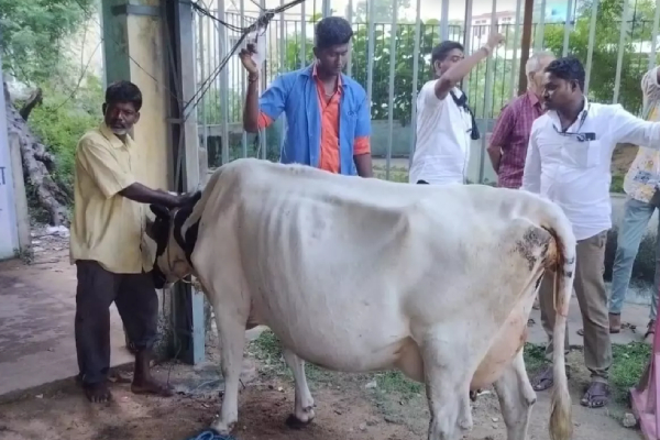 Kancheepuram Heart Touching incident and First Aid for calving cows by disaster management office Workers Kancheepuram Heart Touching incident and First Aid for calving cows by disaster management office Workers