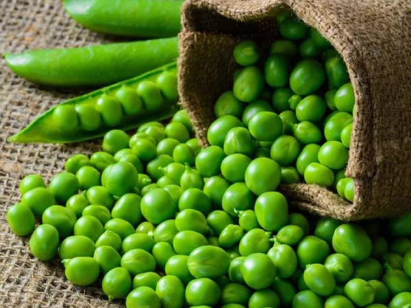 Do you know Health Benefits of Green Peas and Amazing Uses of Green Peas for Easy Weight Loss