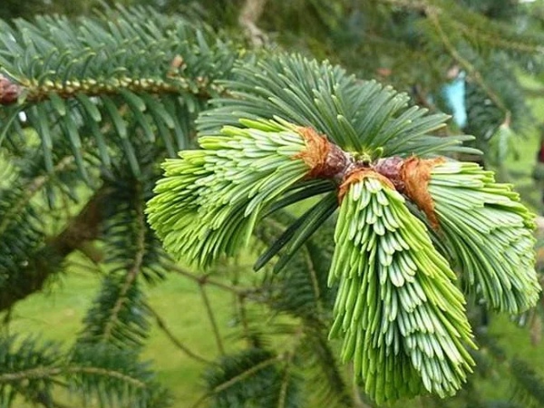 Do you know Excellent Health Benefits of Thalishapathri and Thalishapathri is the Best Herbal for Lungs Do you know Excellent Health Benefits of Thalishapathri and Thalishapathri is the Best Herbal for Lungs