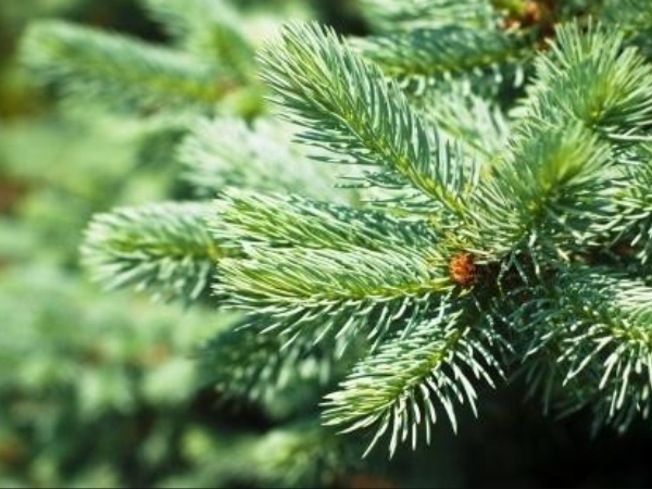 Do you know Excellent Health Benefits of Thalishapathri and Thalishapathri is the Best Herbal for Lungs Do you know Excellent Health Benefits of Thalishapathri and Thalishapathri is the Best Herbal for Lungs