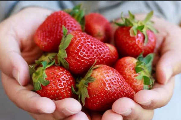 Why CSK captain Dhoni is focusing on strawberry farming amid IPL 2024 preparation?