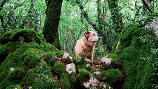 A pet dog guarded the body of its owner who died while hiking for 10 weeks A pet dog guarded the body of its owner who died while hiking for 10 weeks