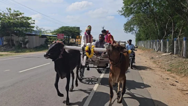 super motivation incident in Kovai and Newly wed couple travel in Bullock Cart in Coimbatore