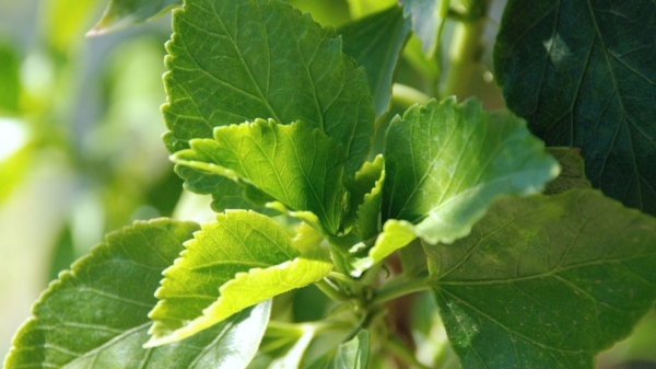 Do you know Health Benefits of Hibiscus Leaf and Hibiscus Leaves are the Best Healthy Hair Do you know Health Benefits of Hibiscus Leaf and Hibiscus Leaves are the Best Healthy Hair