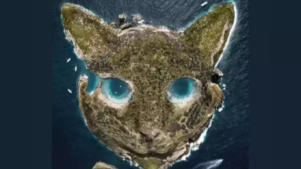  optical illusion; What is the first thing you see in this image Cat or island