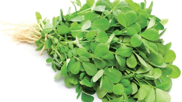 Do you Know Health Benefits of Kuppaimeni and Kuppai Meni acalypha indica is the Excellent for Shining Skin