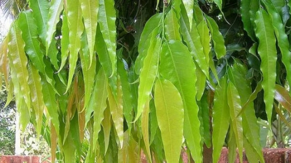 Do you know Excellent Benefits of Ashoka Tree Ashoka Bark is the Best Herbal for Ladies