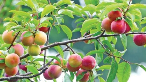 Do you know the Amazing Benefits of Plums Fruits and and Aloo bukhara Plum Fruit is the Best for Women