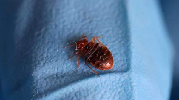  Why South Korea has Declares War On Bedbugs amid raise in tourism 