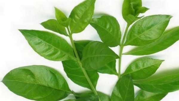 Do you Know Health Benefits of Henna Leaves and Hennas Maruthani is the Excellent for Diabetics Do you Know Health Benefits of Henna Leaves and Hennas Maruthani is the Excellent for Diabetics