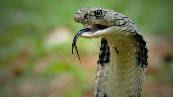 Youth arrested in Odisha for killing his wife and daughter after being bitten by a cobra