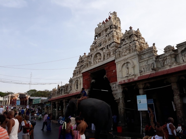 Tiruchendur Vibhuti: Benefits of Paneer leaf vibhuti in tamil Tiruchendur Vibhuti: Benefits of Paneer leaf vibhuti in tamil