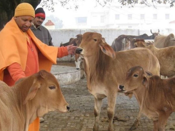 UP Chief Minister Yogi Adityanath orders comprehensive cow census to protect cows 