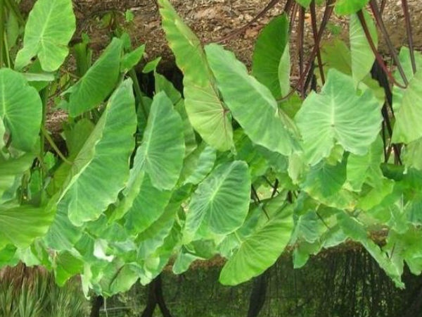 Do you know the Health Benefits of Taro Leaves and Amazing 5 Uses of Taro Root Leaves Juice for Diabetics Do you know the Health Benefits of Taro Leaves and Amazing 5 Uses of Taro Root Leaves Juice for Diabetics