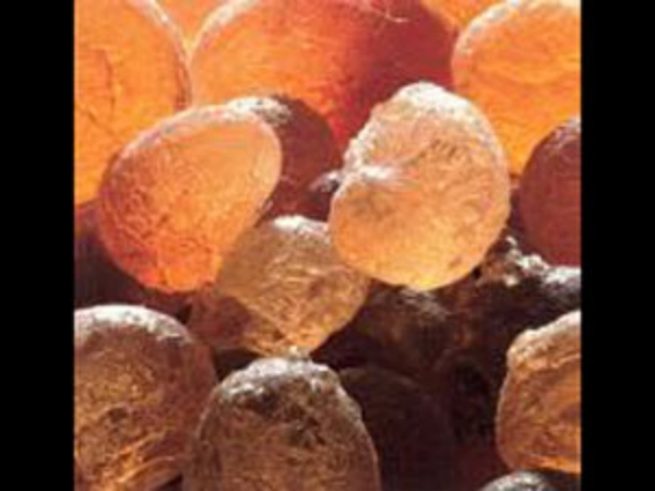 Do you know Excellent benefits of Karuvelam Maram and Gum Arabic Karuvelam Pisin is the Best for Men